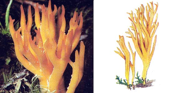 Калоцера клейкая - Calocera viscosa Fr.