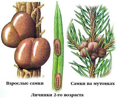 Ложнощитовка еловая — Physokermes piceae (Schrnk.)
