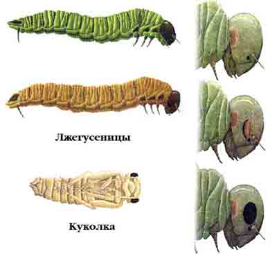 Пилильщик-ткач еловый — Cephaleia abietis (L.)