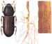 Корнежил еловый - Hylastes cunicularius 