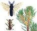 Пилильщик обыкновенный сосновый - Diprion pini 