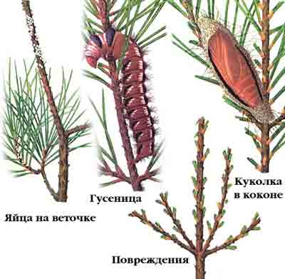 Шелкопряд сосновый — Dendrolimus pini (L.)