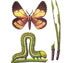 Пяденица сосновая - Bupalus piniarius 