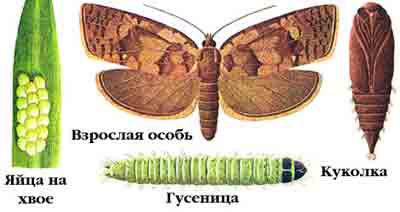 Листовертка-толстушка пихтовая — Choristoneura murinana (Hbn.)