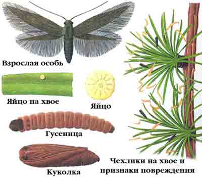 Чехлоноска лиственничная — Coleophora laricella (Нв.)