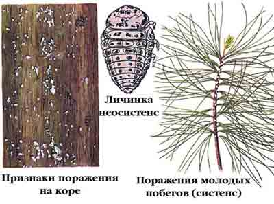 Хермес сосновый — Pineus strobi (Нtg.)
