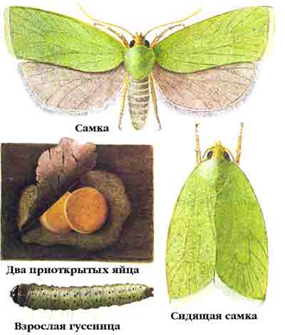 Листовертка зеленая дубовая — Tortrix viridana (L.)