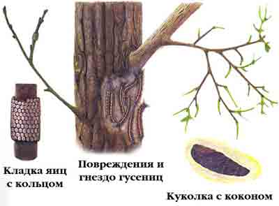 Коконопряд кольчатый — Malacosoma neustria (L.)
