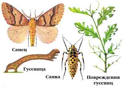 Пяденица-обдирало — Erannis defoliaria Сl.