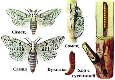 Древесница въедливая — Zeuzera pyrina (L.)
