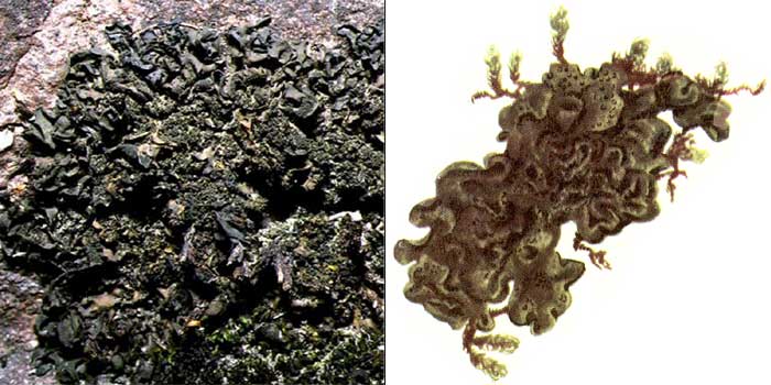 Коллема скальная — Collema flaccidum