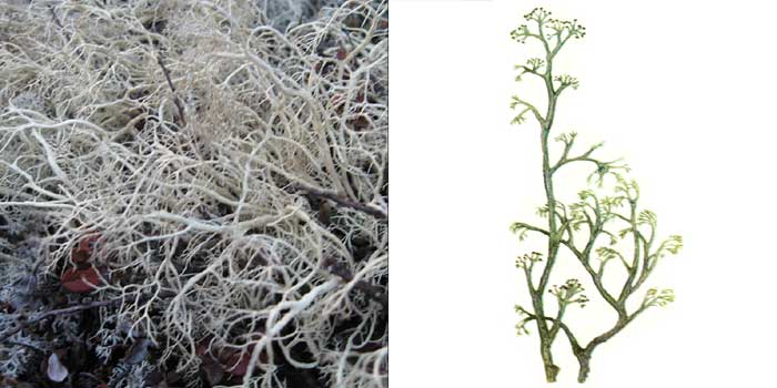 Кладония мягкая — Cladonia mitis
