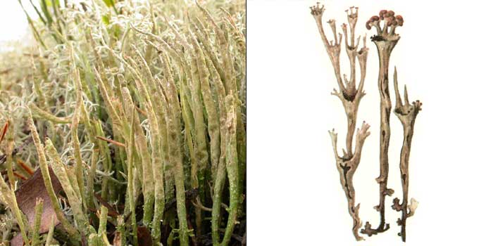 Кладония роговидная — Cladonia cornuta