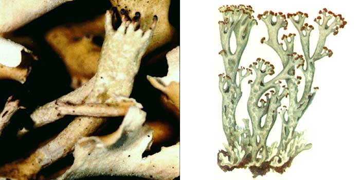 Кладония вздутая — Cladonia turgida