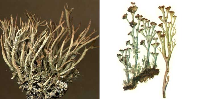Кладония курчавая — Cladonia crispata