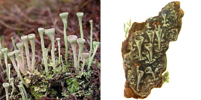 Кладония бахромчатая — Cladonia fimbriata