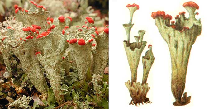 Кладония красноплодная — Cladonia coccifera