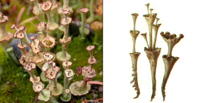 Кладония мутовчатая — Cladonia vertcillata