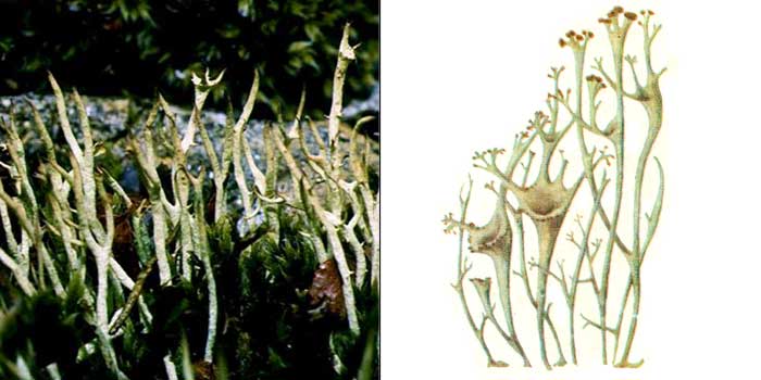 Кладония темно-мясная — Cladonia amaurocraea