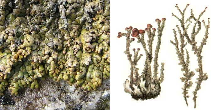 Кладония альпийская — Cladonia alpicola