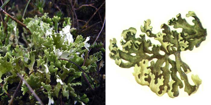 Кладония листоватая — Cladonia foliacea