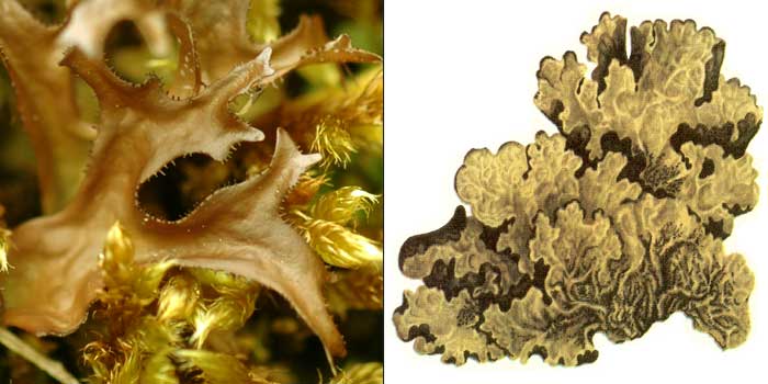 Цетрария золотистая — Cetraria chrysantha