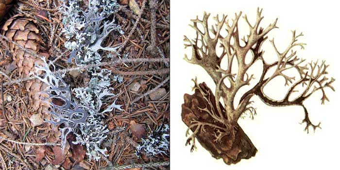 Эверния шелушащаяся — Evernia furfuracea