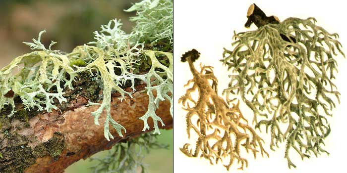 Эверния сливовая, или «дубовый мох» — Evernia prunastri