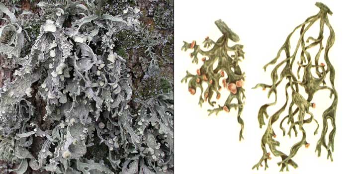 Рамалина ясеневая — Ramalina fraxinea