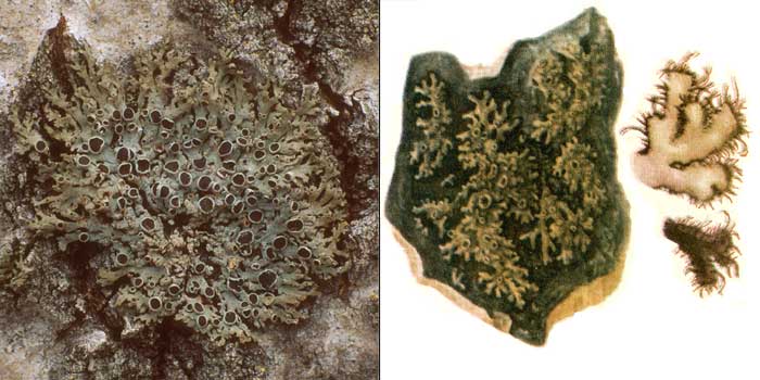 Фисция реснитчатая, или темная — Physcia ciliata