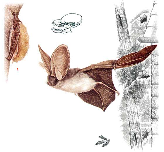 Серый ушан - Plecotus austriacus
