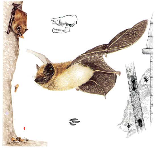 Кожанок Бобринского — Eptesicus bobrinskoi