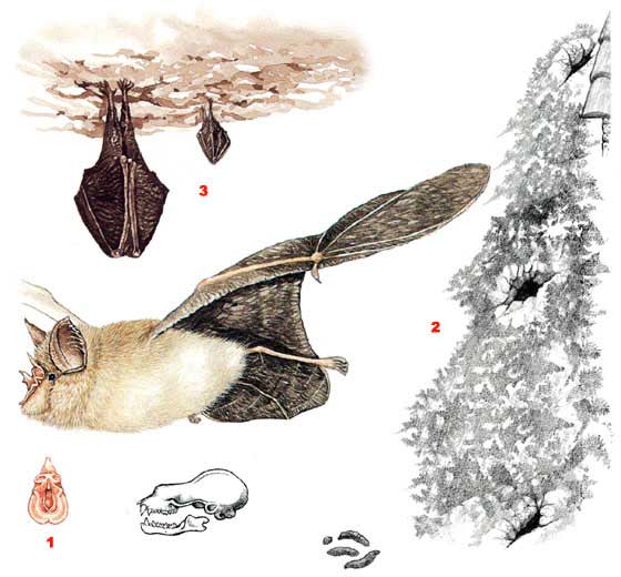 Южный подковонос - Rhinolophus euriale