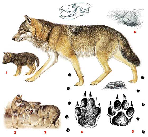 Волк - Canis lupus