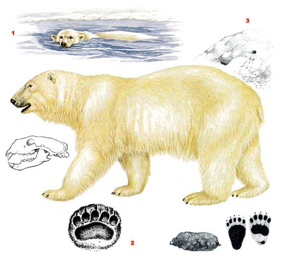 Белый медведь - Ursus maritimus