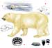 Белый медведь - Ursus maritimus