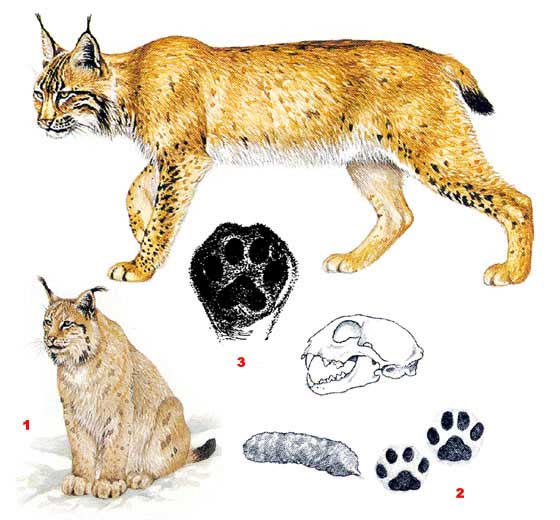 Рысь - Felis lynx