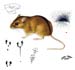 Полевая мышь - Apodemus agrarius