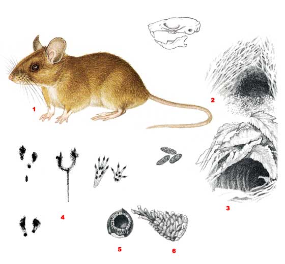 Малая лесная мышь - Apodemus uralensis
