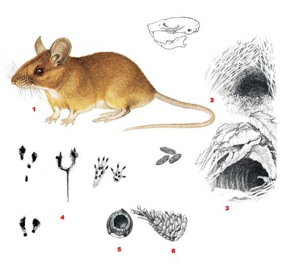Желтогорлая мышь - Apodemus flavicollis