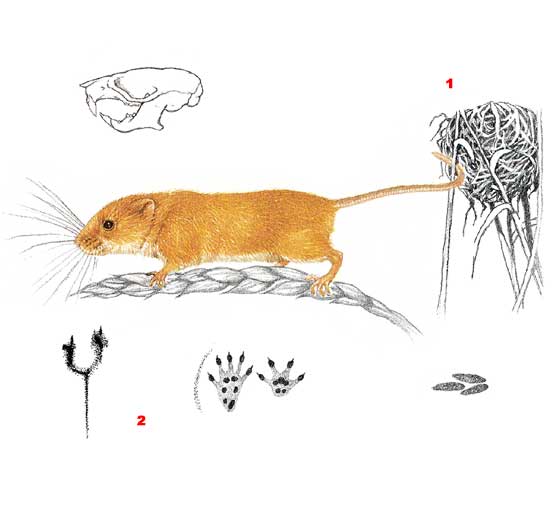 Мышь-малютка - Micromys minutus