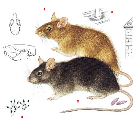 Черная крыса - Rattus rattus