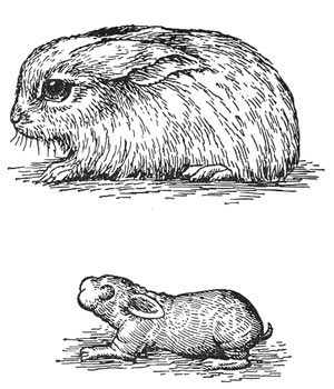 Однодневные детеныши зайца и кролика