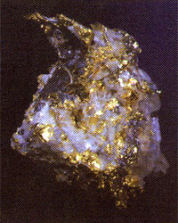 Рудное золото в кварце. Колыма. Длина образца 2 см.