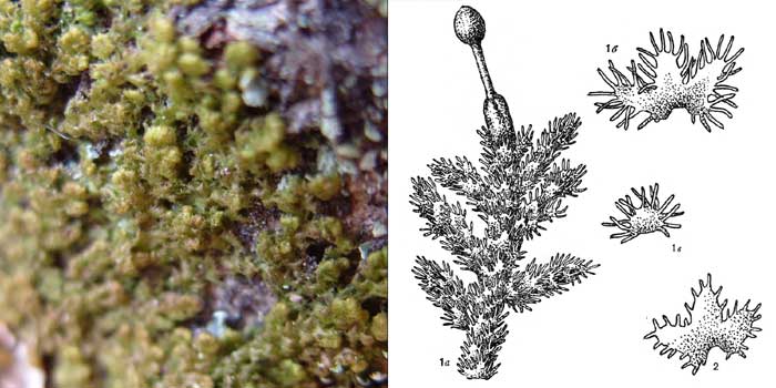 Птилидий, или птилидиум
красивейший — Ptilidium pulcherrimum