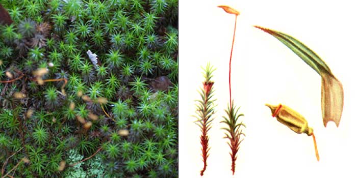 Политрих, или политрихум
можжевельниковый — Polytrichum juniperinum