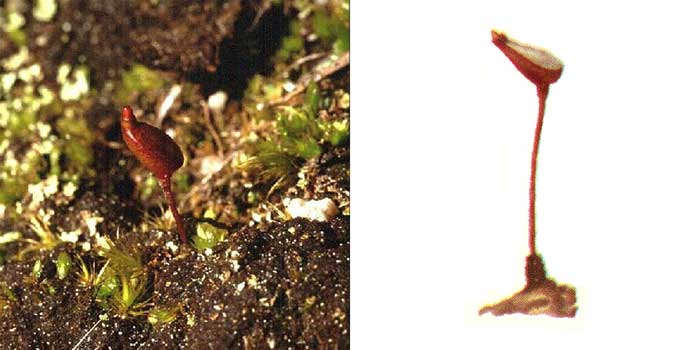 Буксбаумия безлистная, или
обыкновенная — Вuxbaumia aphylla