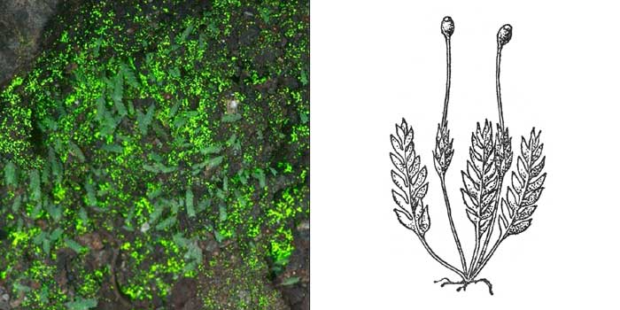 Схистостега перистая, или
«светящийся мох» — Schistostega pennata