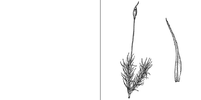Ортодикран, или ортодикранум
горный — Оrthodicranum montanum
