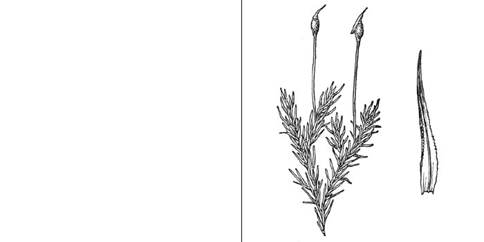 Эукладий, или эукладиум мутовчатый
— Еucladium verticillatum